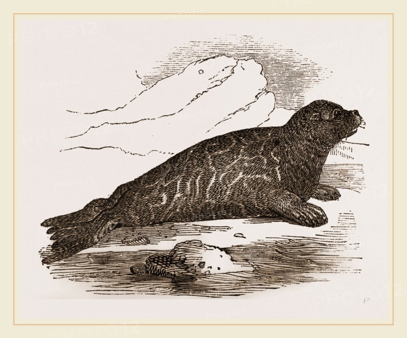Immature Harp-Seal