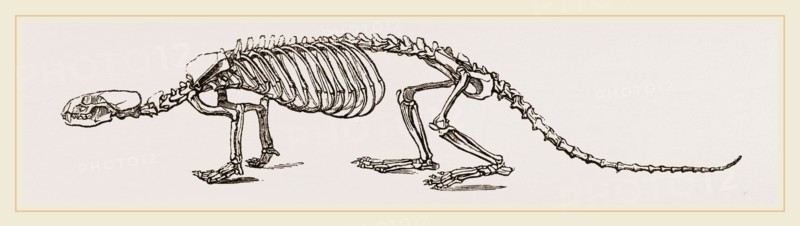 Skeleton of European River-Otter