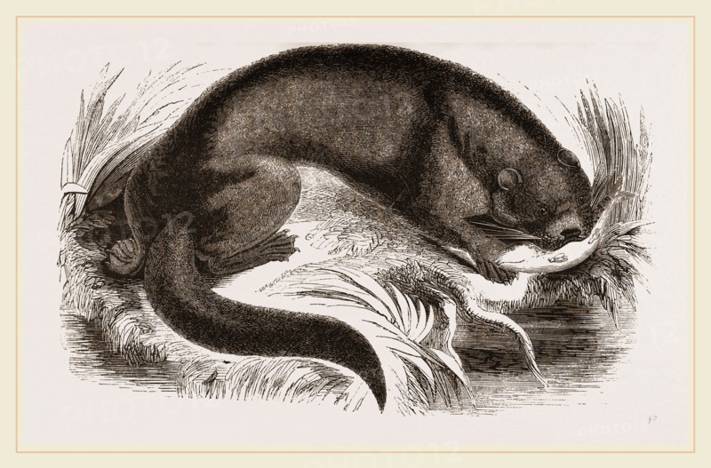 Otter