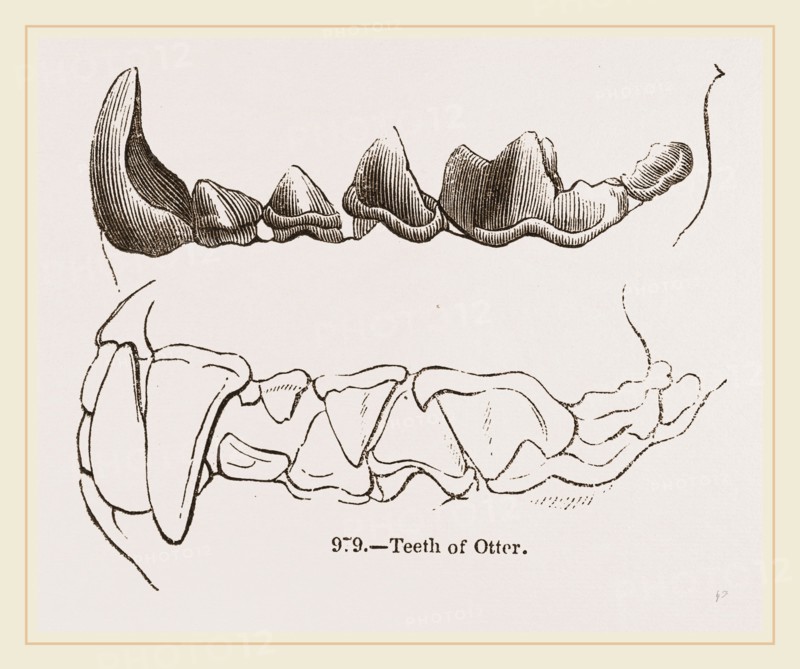Teeth of Otter
