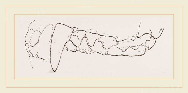 Teeth of Badger