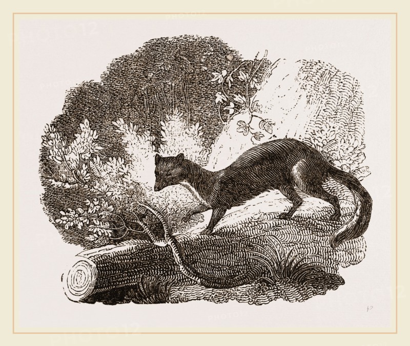 Beech-Marten