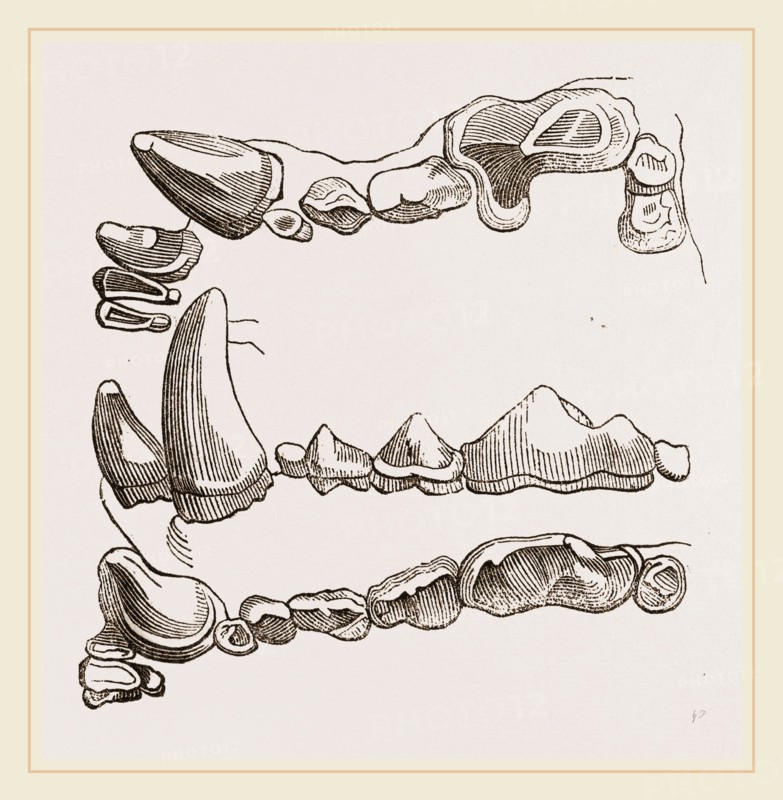 Teeth of Glutton