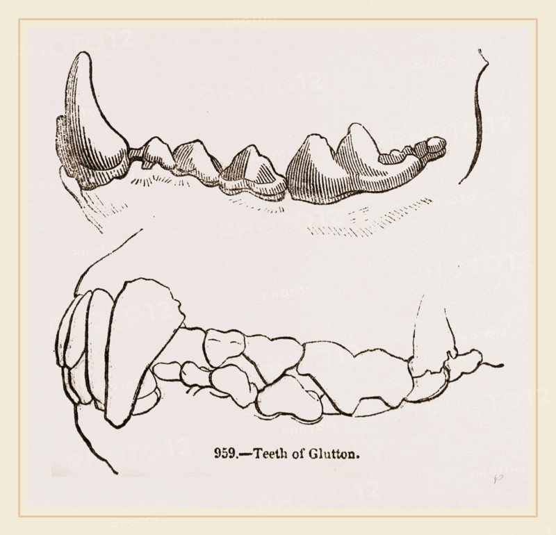 Teeth of Glutton