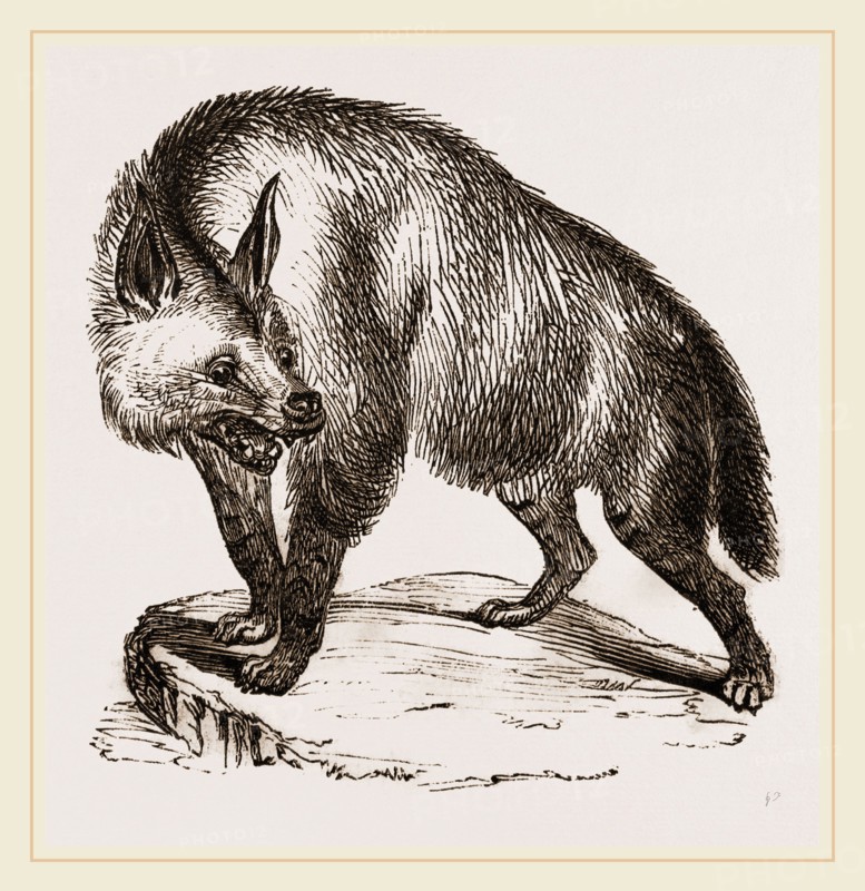 Villose Hyena
