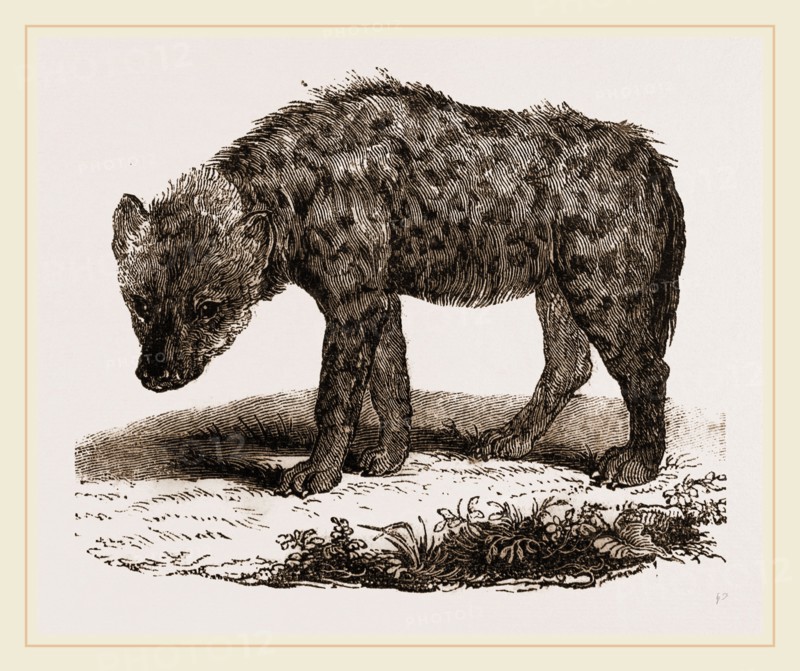 Spotted Hyena