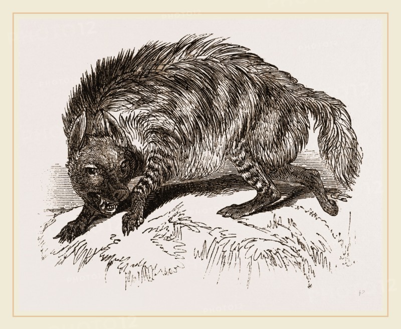 Striped Hyena