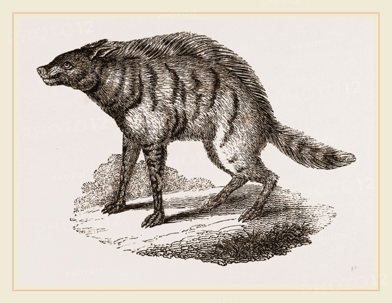 Proteles or Aard-Wolf