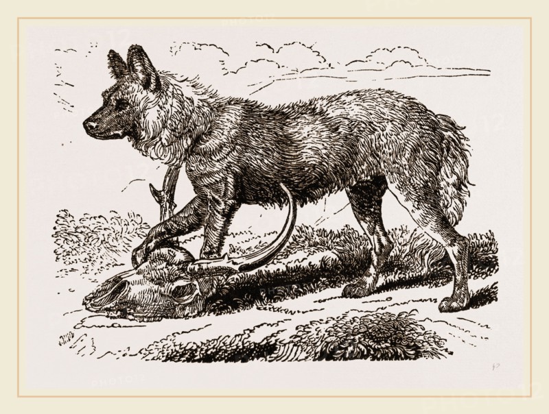 Cape Hunting-Dug