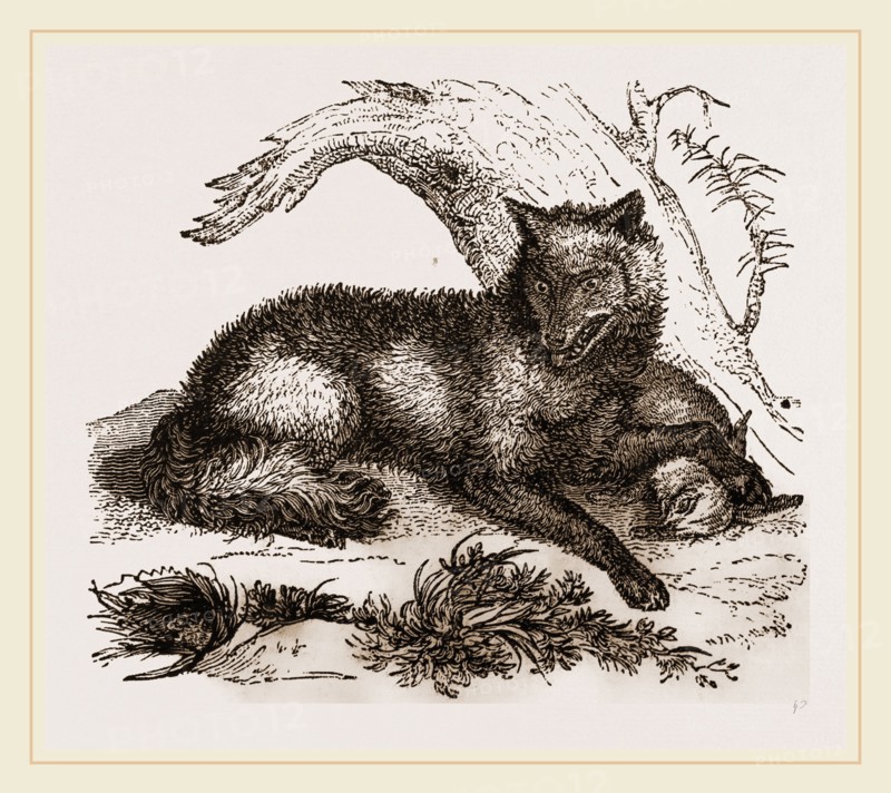 Dusky or Clouded Wolf