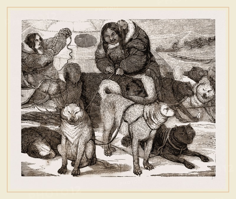 Esquimaux Dogs harnessed to a Sledge