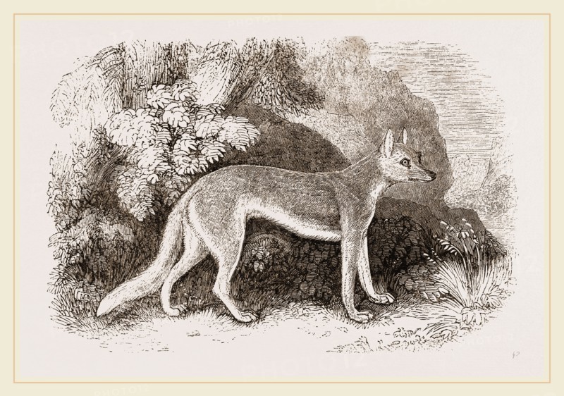 Syrian Wolf