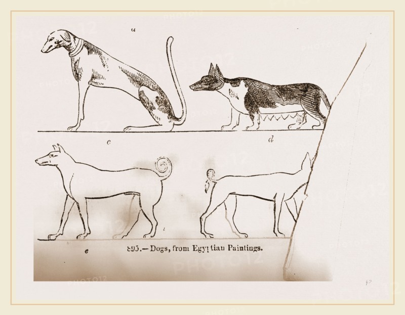 Dogs, from Egyptian paintings