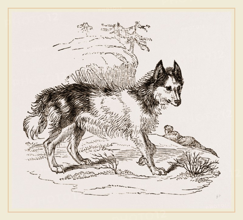 Dog of Mackenzie River