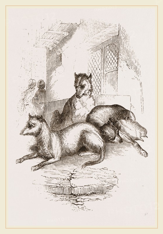 Street Dogs of the East