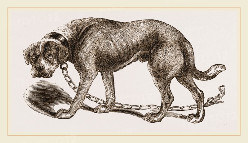 Mastiff