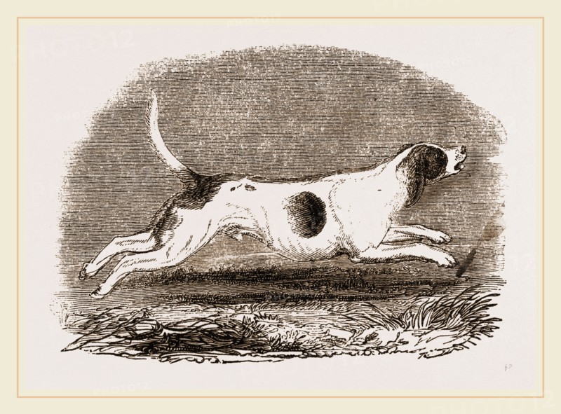 Beagle