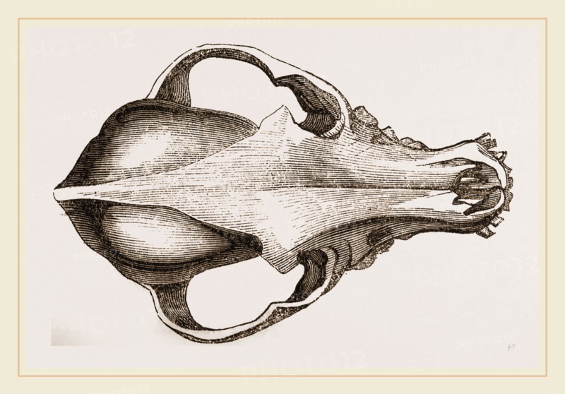 Skull of a Spaniel dog