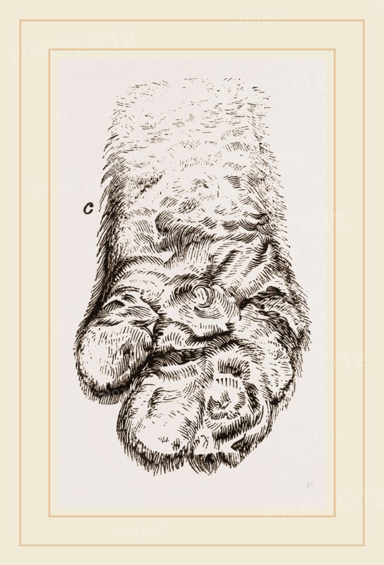 Feet of Panda