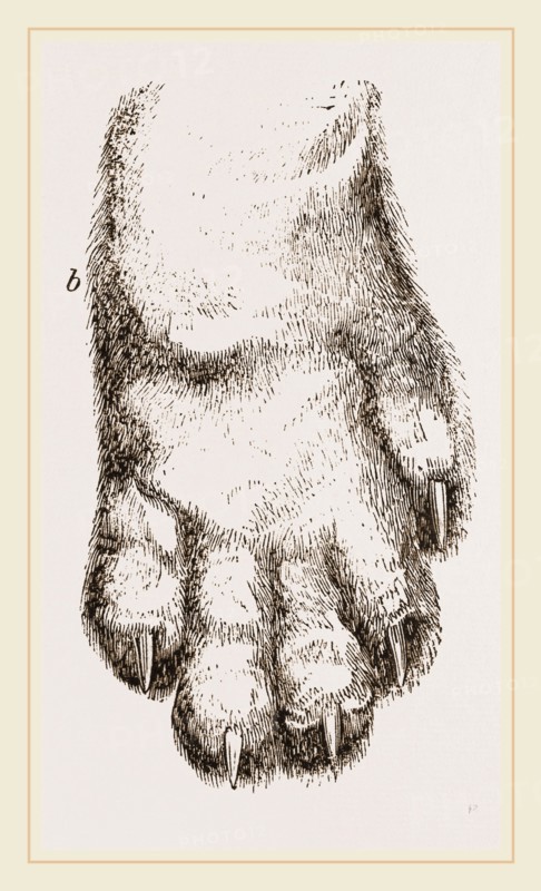 Feeth of Panda