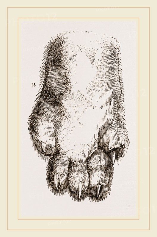 Feeth of Panda