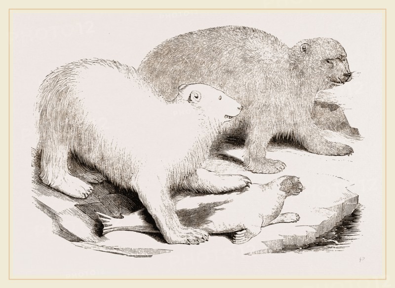 Polar Bears and Seal