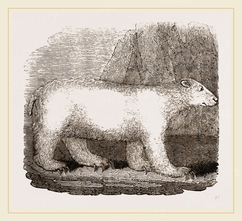Polar Bear