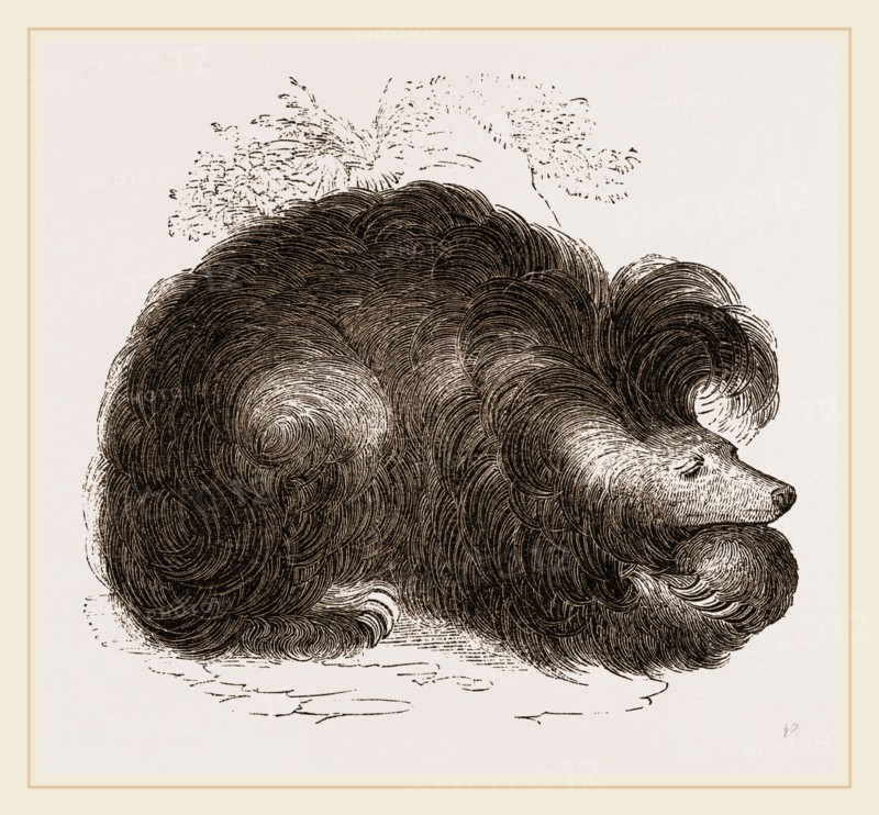 Sloth-Bear