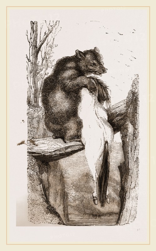 Bear with dead Horse