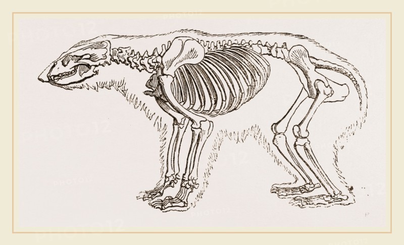 Skeletun of Polar Bear