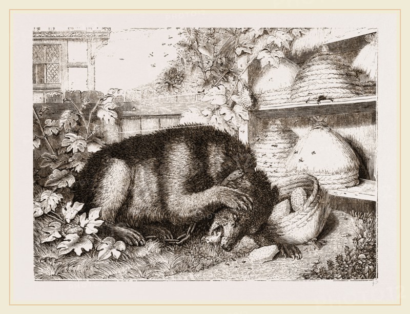 Bear and Bees