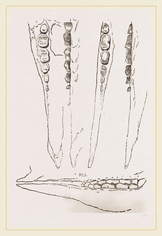 Teeth of Aard-vark