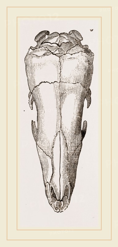 Skull of Short-tailed Manis