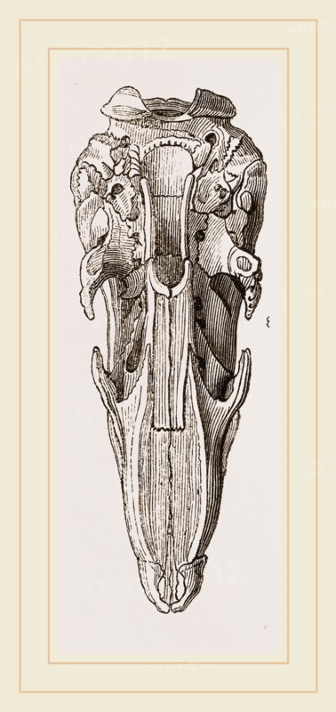 Skull of Short-tailed Manis