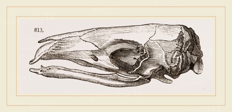 Skull of Short-tailed Manis