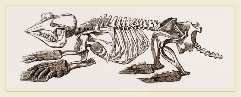 Skeleton of Pichiciago
