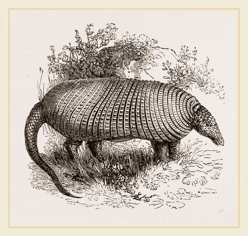The Great Armadillo