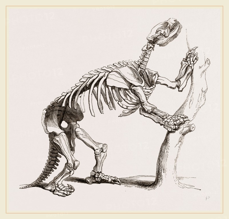 Skeleton of Mylodon robustus