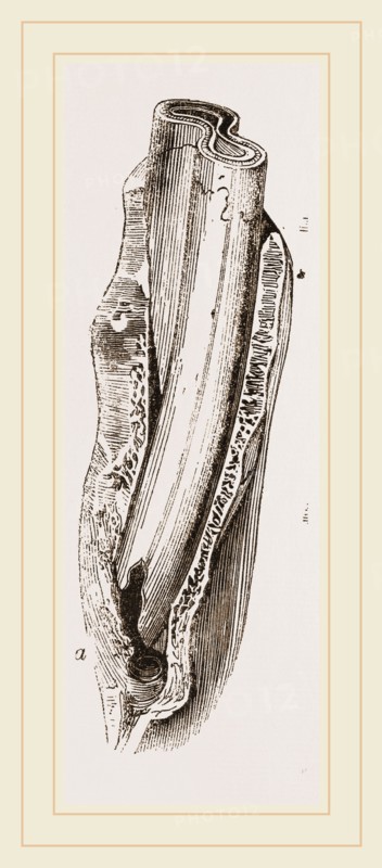 Tooth of Mylodon
