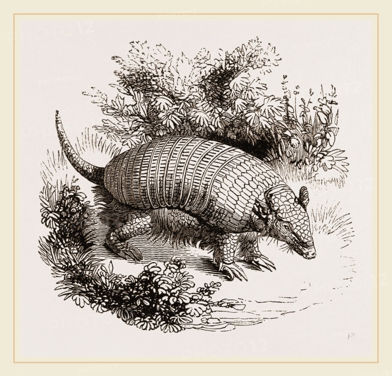 Armadillo