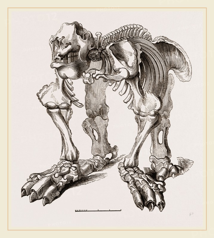 Skeleton of Megatherium