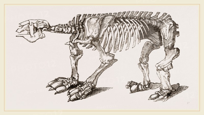 Skeleton of Megatherium