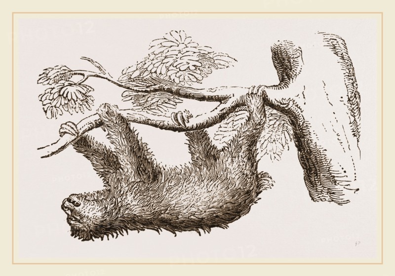 Sloth