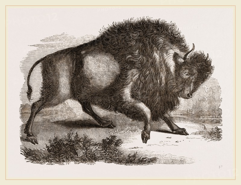 Amercan Bison