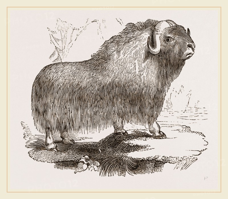 Musk-Ox