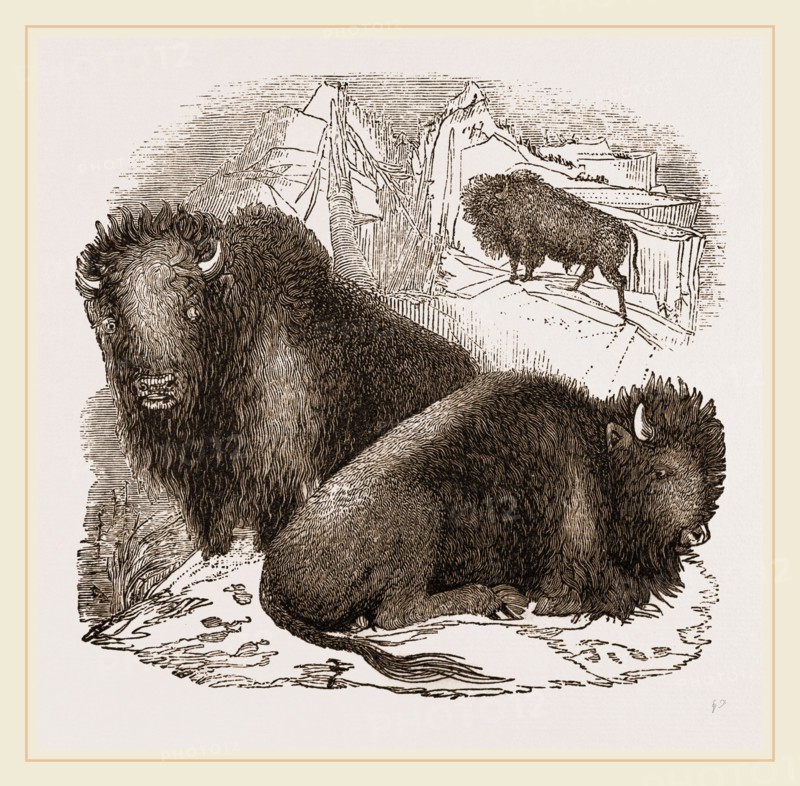 American Bisons