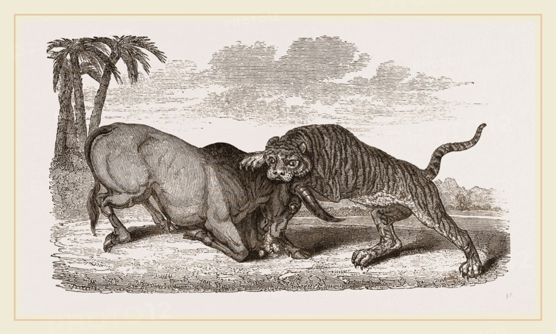 Tiger and Buffalo