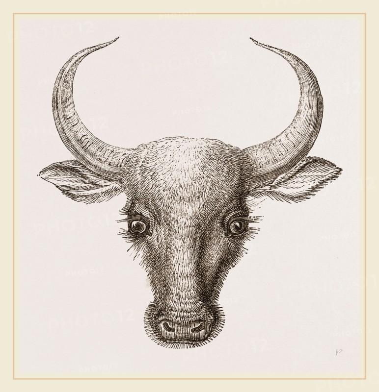 Head of Wild Gayal