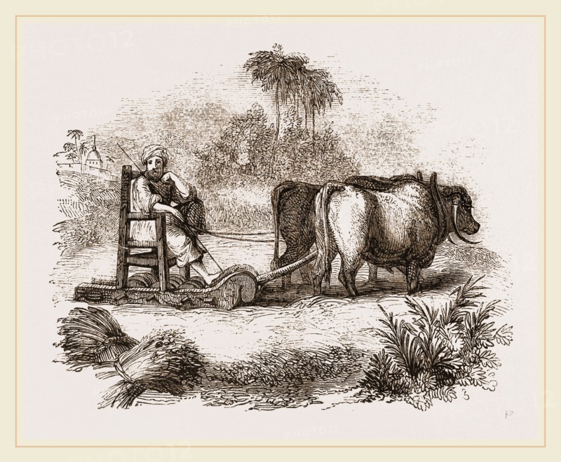 Oriental Threshing with the Sledge