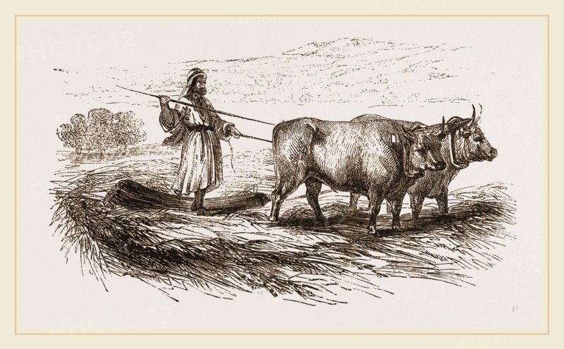 Oriental Threshing with the Drag